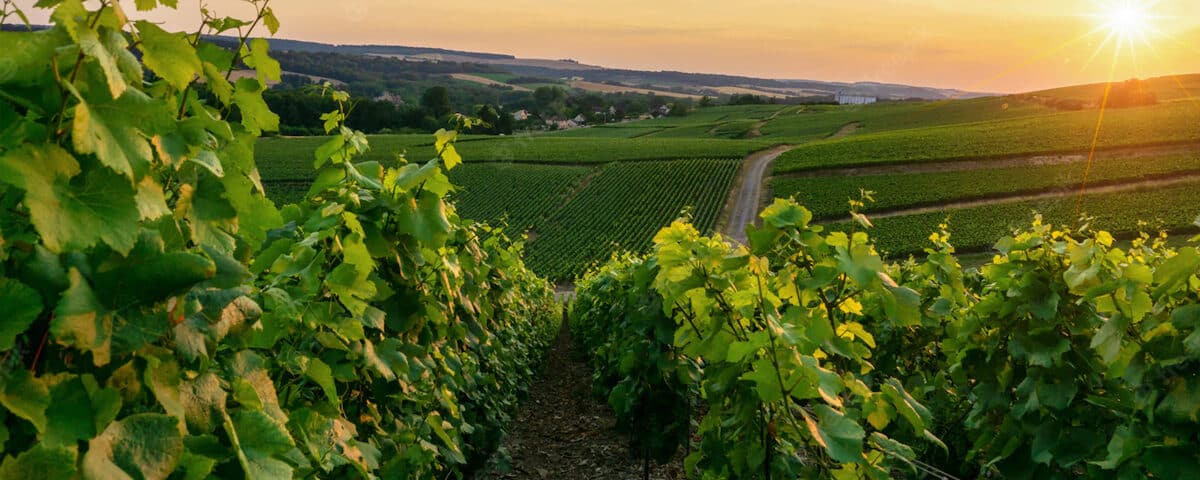 Droit du vin