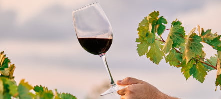 droit de la vigne et du vin